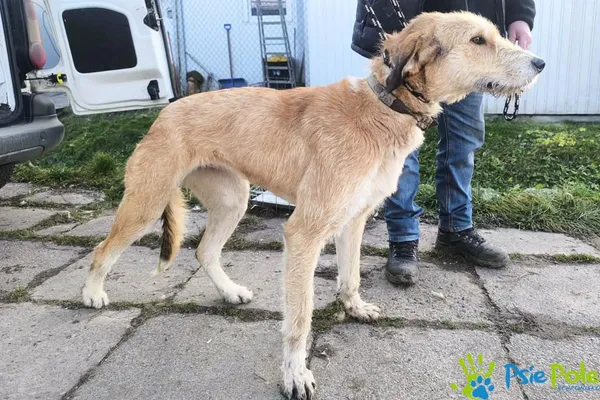 Pies do adopcji, Racławice, 12 grudnia 2025 (2/2)