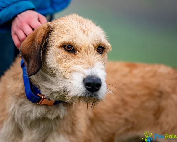 Pies do adopcji, Racławice, 12 grudnia 2025 (2/5)