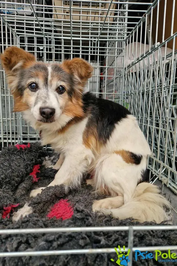 Pies do adopcji, Racławice, 16 grudnia 2025 (1/2)