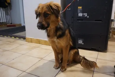 Pies do adopcji, Kraków, 3 grudnia 2025