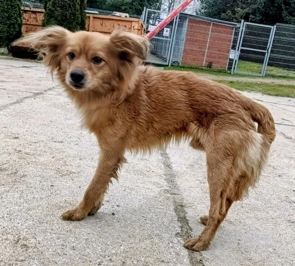 Znaleziono psa, Pieckowo, 16 grudnia 2025 (1/3)