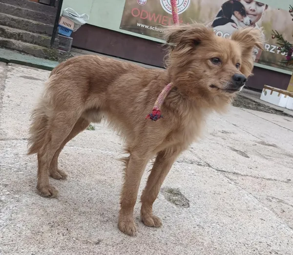 Znaleziono psa, Pieckowo, 16 grudnia 2025 (3/3)