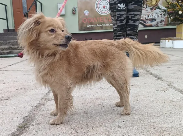 Znaleziono psa, Pieckowo, 16 grudnia 2025 (2/2)