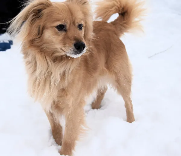 Znaleziono psa, Pieckowo, 16 grudnia 2025 (3/5)