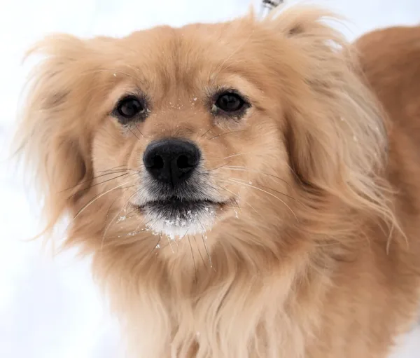 Znaleziono psa, Pieckowo, 16 grudnia 2025 (4/5)