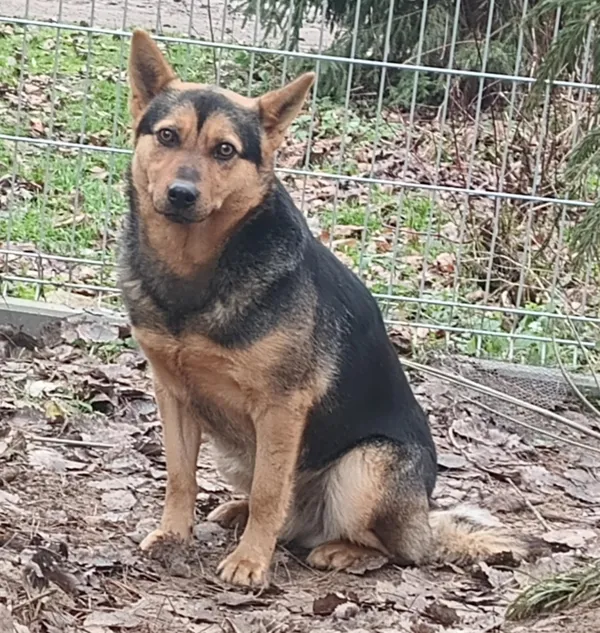 Znaleziono psa, Pieckowo, 16 grudnia 2025 (3/3)