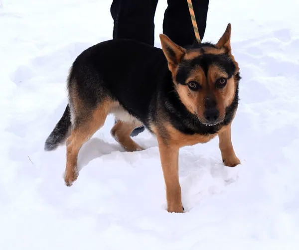 Znaleziono psa, Pieckowo, 16 grudnia 2025 (1/5)