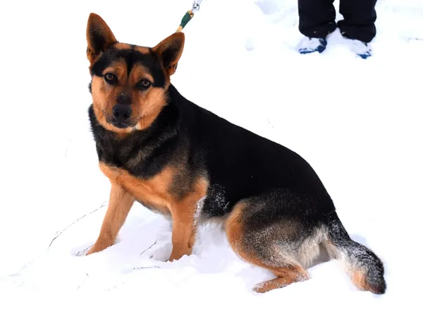 Znaleziono psa, Pieckowo, 16 grudnia 2025 (2/5)