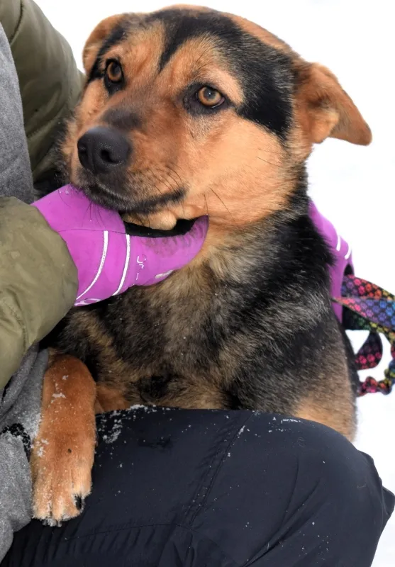 Znaleziono psa, Pieckowo, 16 grudnia 2025 (3/5)