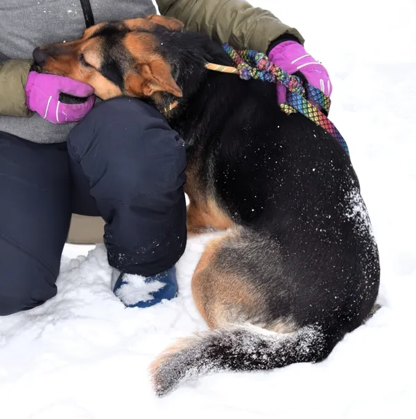 Znaleziono psa, Pieckowo, 16 grudnia 2025 (4/5)
