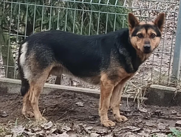 Znaleziono psa, Pieckowo, 16 grudnia 2025 (5/5)