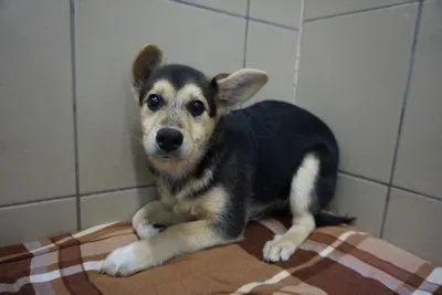 Pies do adopcji, Kraków, 15 grudnia 2025