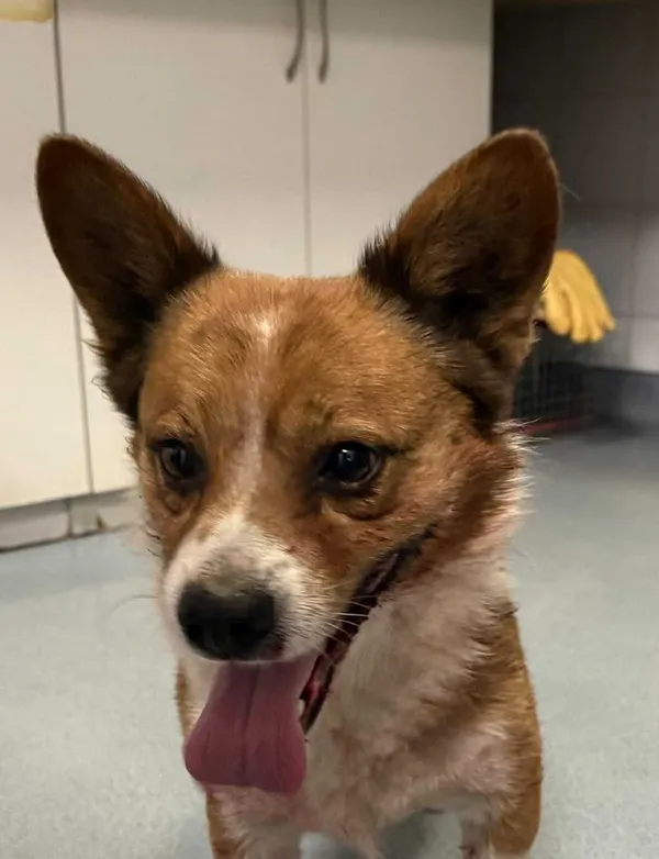 Znaleziono psa, Lublin, 17 grudnia 2025