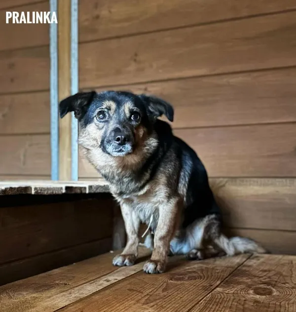 Pies do adopcji, Rytlów, 18 grudnia 2025