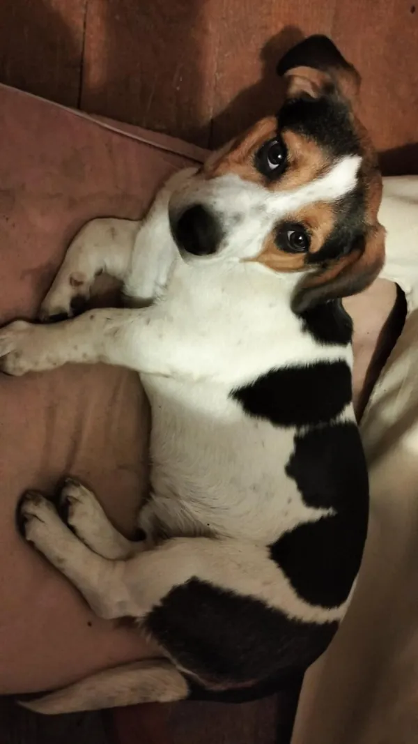 Zaginął pies, Przedbórz, 18 grudnia 2025 (1/2)