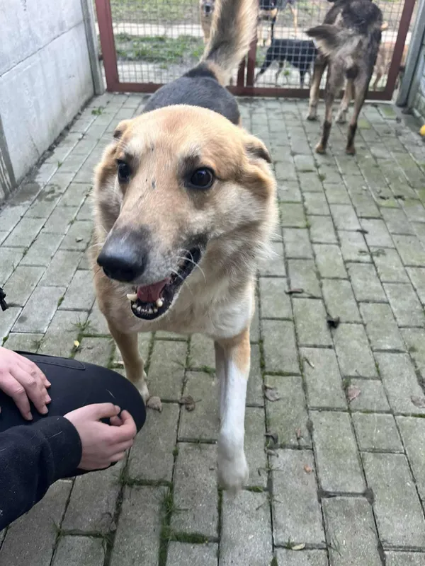 Pies do adopcji, Orzechowce, 16 grudnia 2025 (1/5)