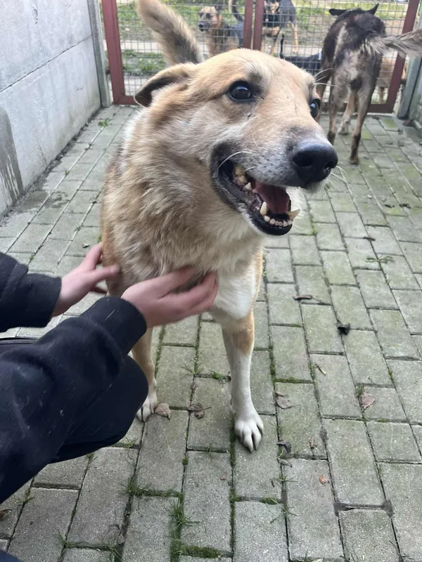 Pies do adopcji, Orzechowce, 16 grudnia 2025 (2/5)