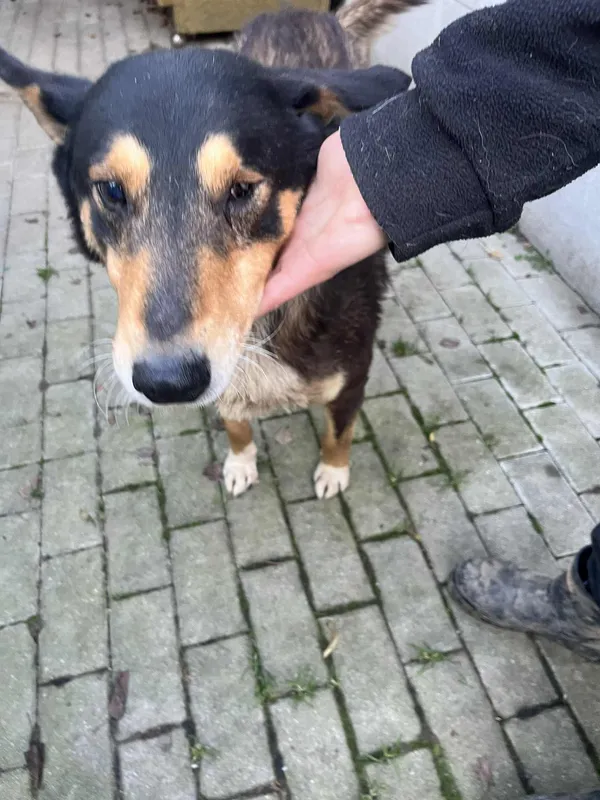 Pies do adopcji, Orzechowce, 16 grudnia 2025 (2/5)