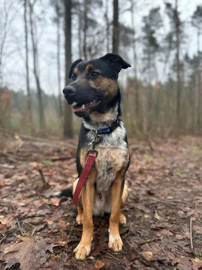 Pies do adopcji, Oborniki, 8 listopada 2025 (1/3)