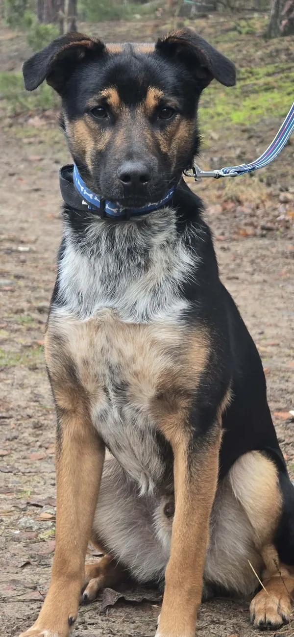 Pies do adopcji, Oborniki, 8 listopada 2025 (2/3)