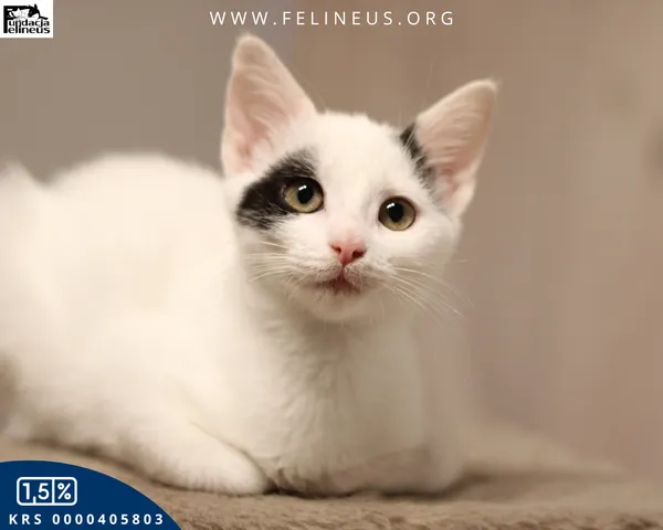 Kot do adopcji, Rzeszów, 19 grudnia 2025 (1/6)