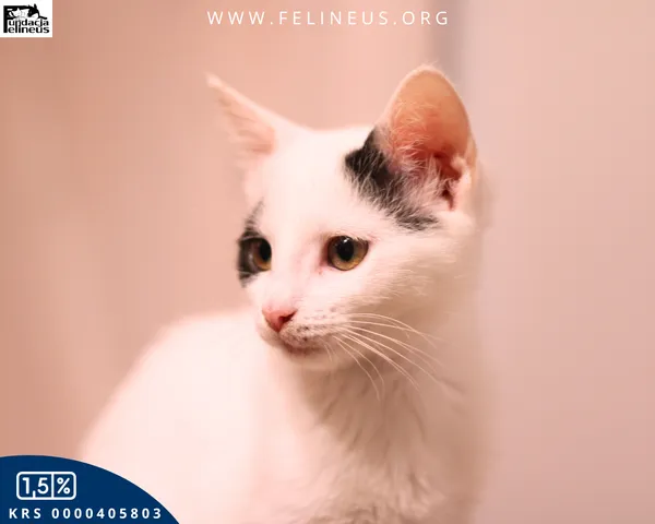 Kot do adopcji, Rzeszów, 19 grudnia 2025 (5/6)