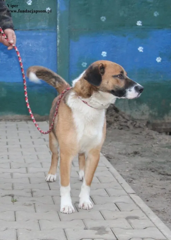 Pies do adopcji, Nowy Dwór Mazowiecki, 18 grudnia 2025 (3/5)