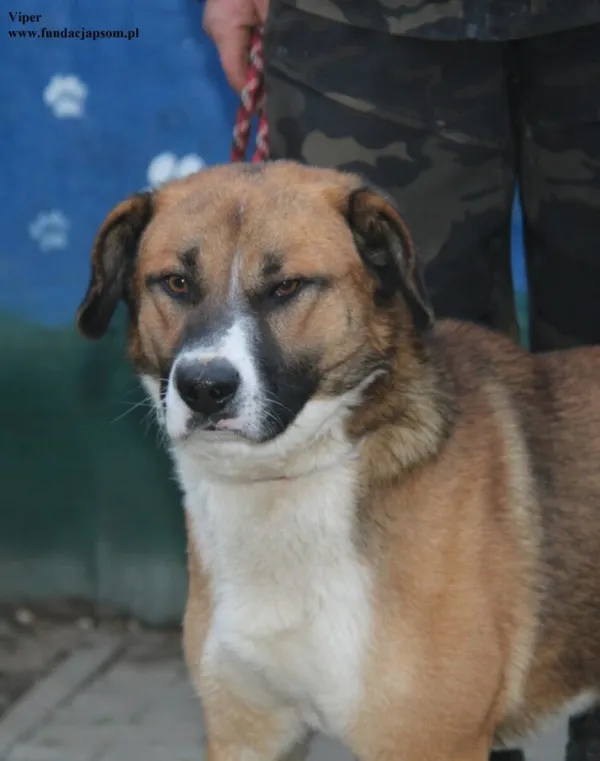 Pies do adopcji, Nowy Dwór Mazowiecki, 18 grudnia 2025 (5/5)
