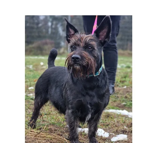 Znaleziono psa, Wrocław, 23 października 2025