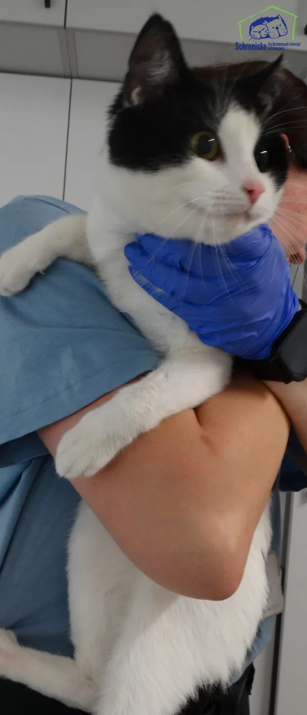 Znaleziono kota, Szczecin, 18 grudnia 2025 (2/2)