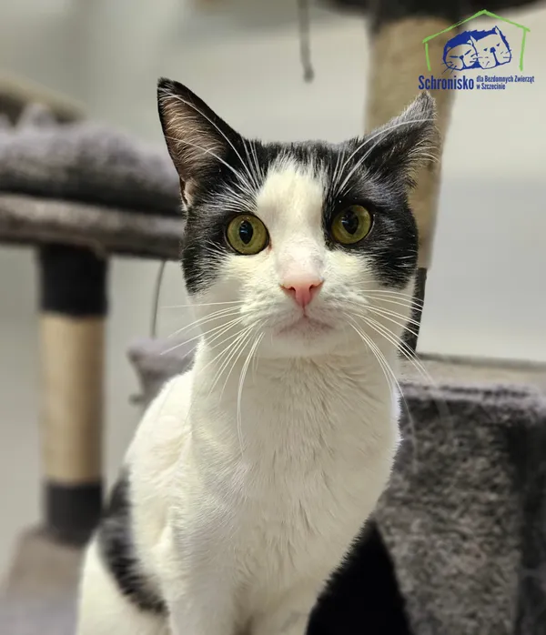 Znaleziono kota, Szczecin, 18 grudnia 2025 (1/3)