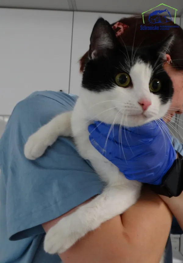 Znaleziono kota, Szczecin, 18 grudnia 2025 (2/3)