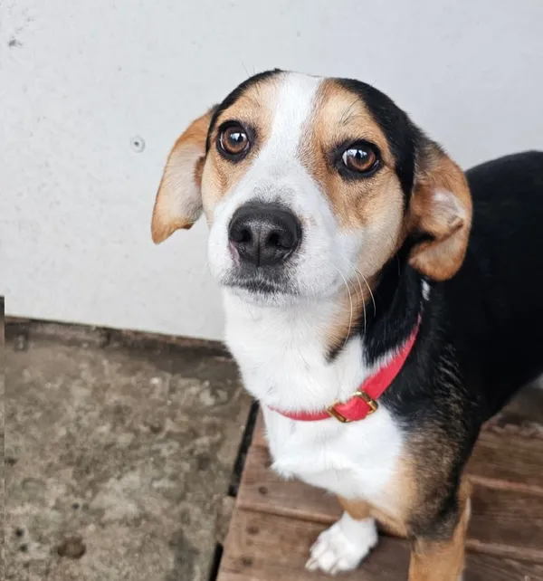 Pies do adopcji, Tychy, 11 listopada 2025