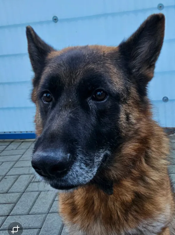 Pies do adopcji, Tychy, 7 listopada 2025