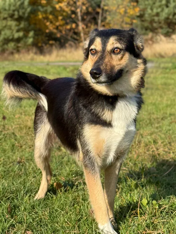 Pies do adopcji, Pieczyska, 18 grudnia 2025 (4/5)