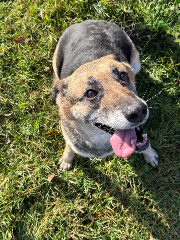 Pies do adopcji, Pieczyska, 18 grudnia 2025 (4/5)