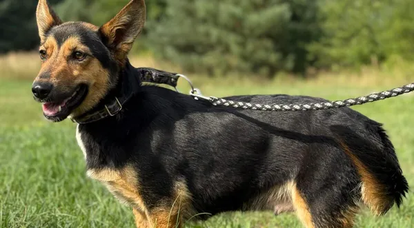 Pies do adopcji, Pieczyska, 18 grudnia 2025 (1/4)