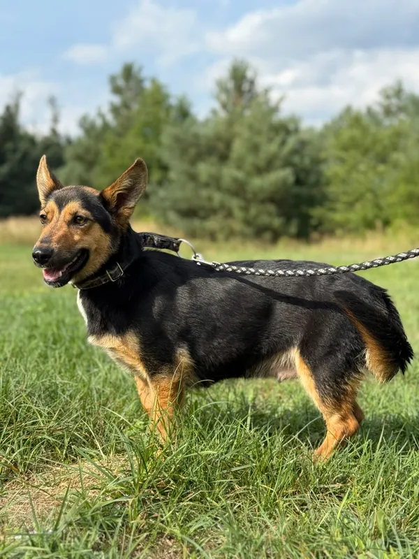 Pies do adopcji, Pieczyska, 18 grudnia 2025 (2/4)