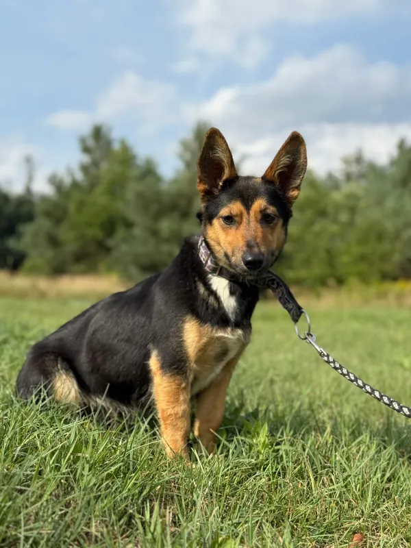 Pies do adopcji, Pieczyska, 18 grudnia 2025 (3/4)