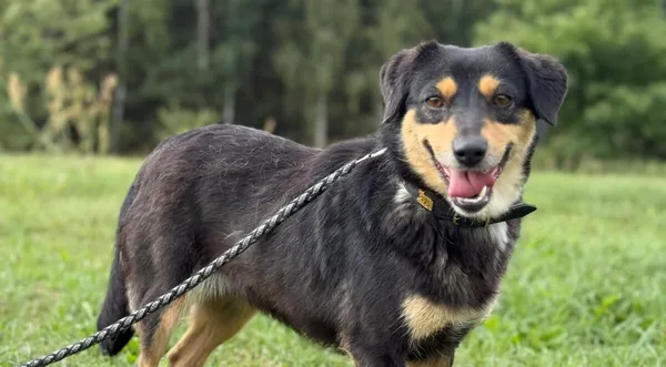 Pies do adopcji, Pieczyska, 18 grudnia 2025 (1/4)