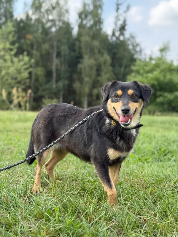 Pies do adopcji, Pieczyska, 18 grudnia 2025 (2/4)