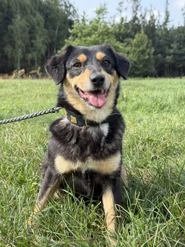 Pies do adopcji, Pieczyska, 18 grudnia 2025 (3/4)