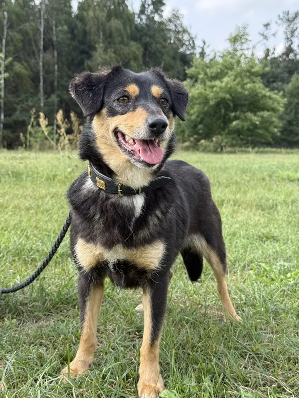 Pies do adopcji, Pieczyska, 18 grudnia 2025 (4/4)