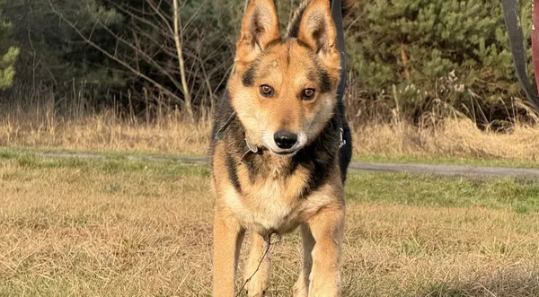 Pies do adopcji, Pieczyska, 18 grudnia 2025 (1/4)