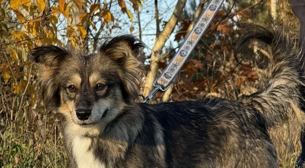 Pies do adopcji, Pieczyska, 18 grudnia 2025 (1/5)