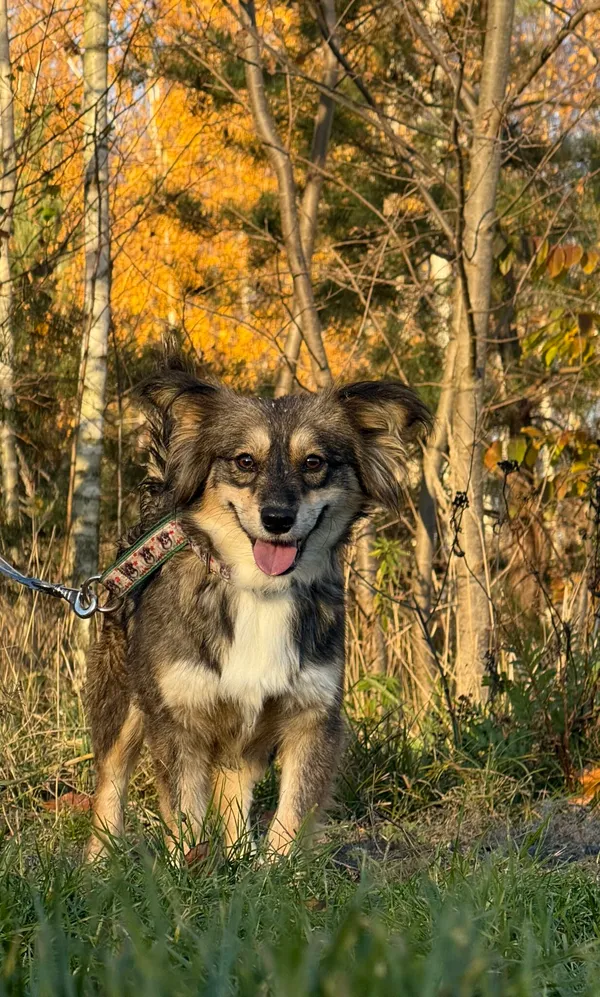 Pies do adopcji, Pieczyska, 18 grudnia 2025 (2/5)