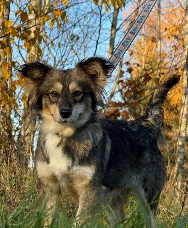 Pies do adopcji, Pieczyska, 18 grudnia 2025 (3/5)