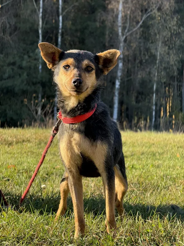 Pies do adopcji, Pieczyska, 18 grudnia 2025 (3/5)