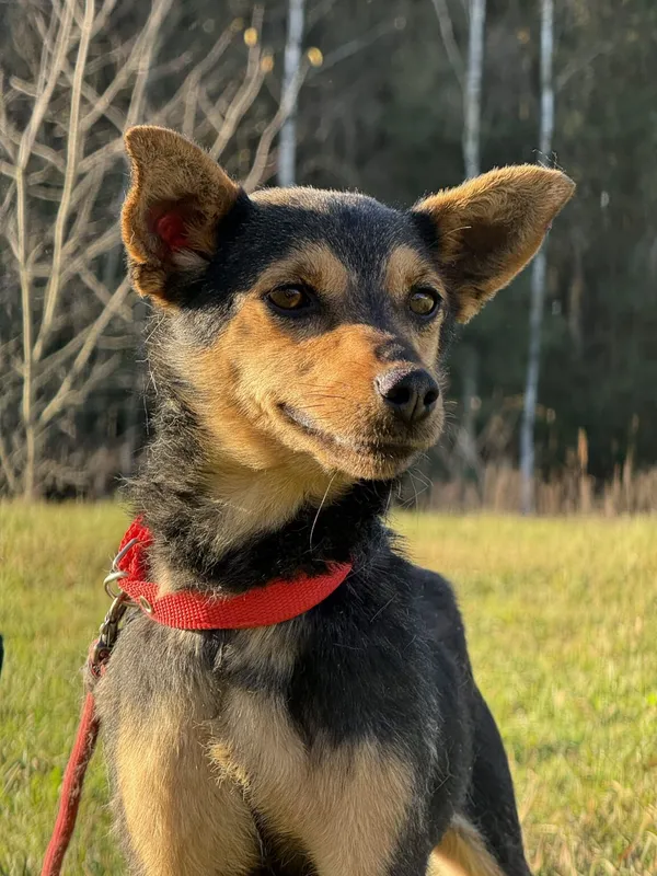 Pies do adopcji, Pieczyska, 18 grudnia 2025 (4/5)