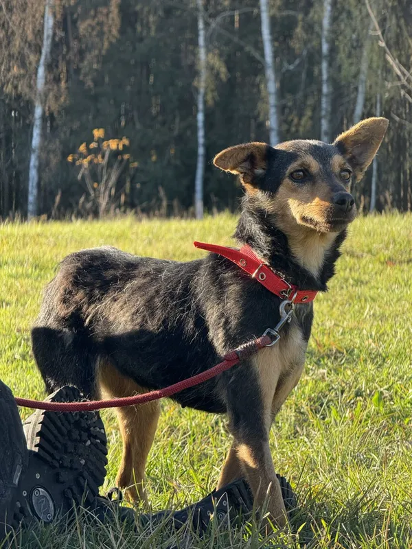 Pies do adopcji, Pieczyska, 18 grudnia 2025 (5/5)